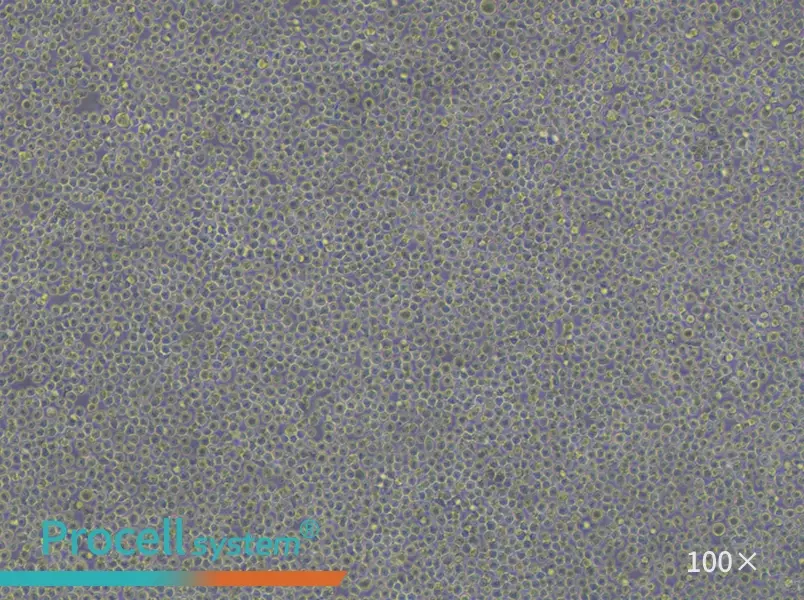 U-937 Cell Complete Medium - 3