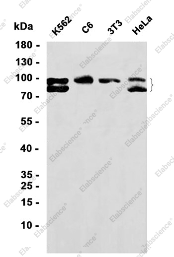 Recombinant IFNGR1 Monoclonal Antibody - 1