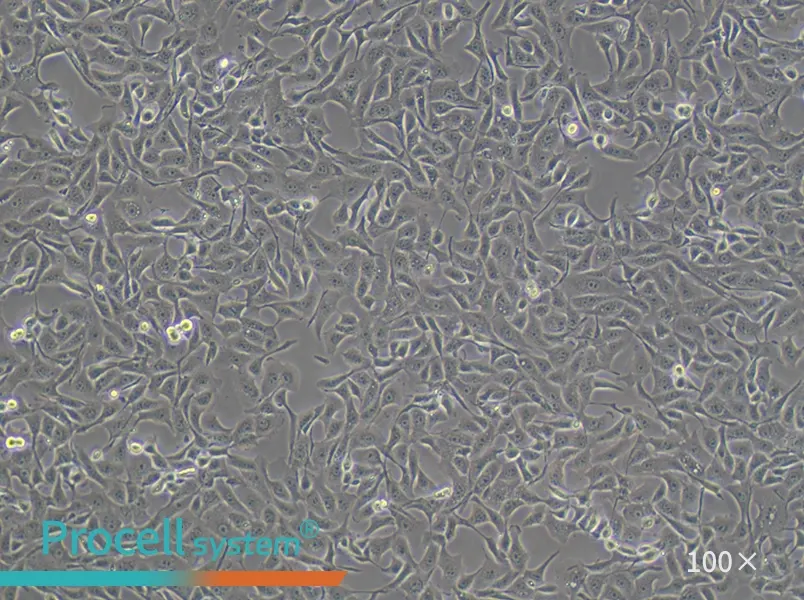 MDBK [NBL-1] Cell Complete MediumMDBK [NBL-1] Cell Complete Medium - 2