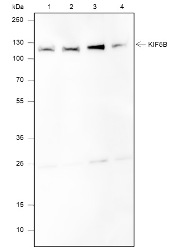 Recombinant KIF5B Monoclonal Antibody-searchlist-1