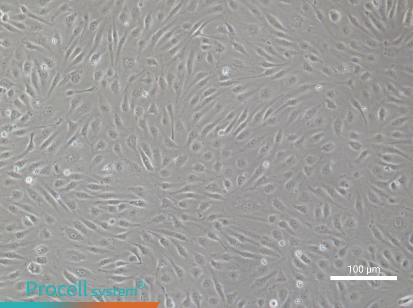 Human Brain Microvascular Endothelial Cell Complete Medium - 1
