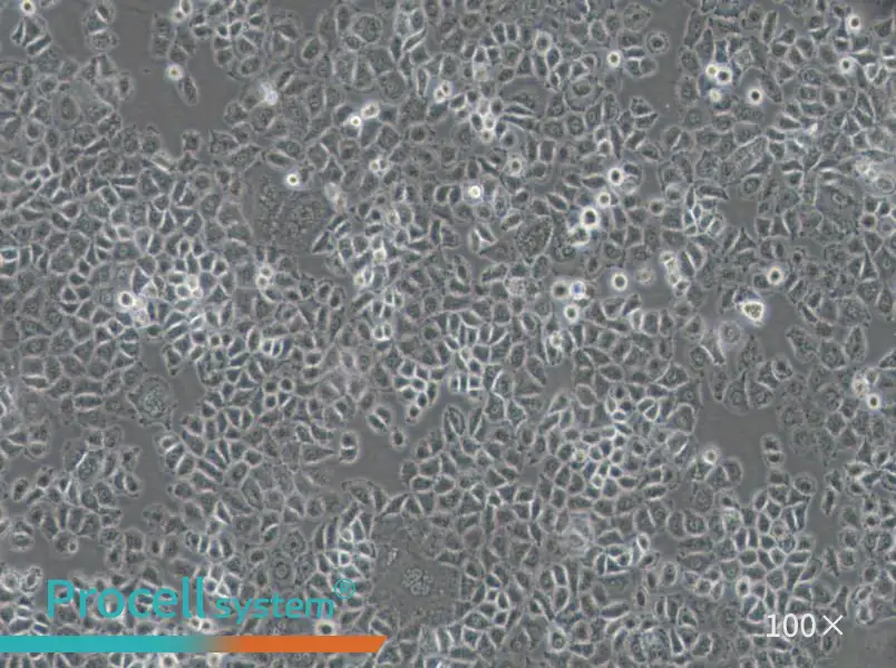 NCI-H838 Cell Complete Medium - 1