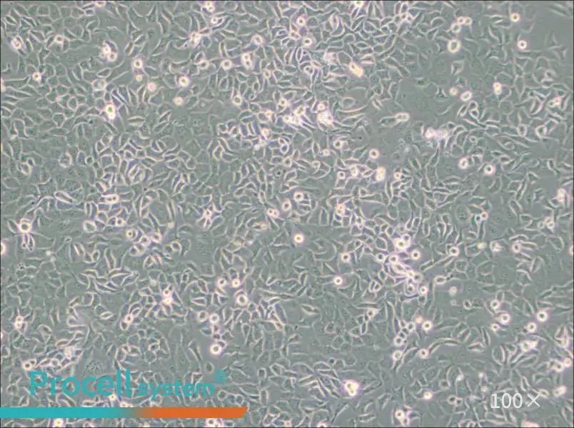 SHZ-88 Cell Complete Medium - 2