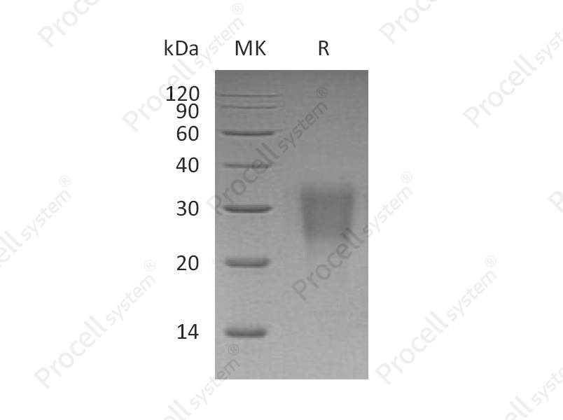 IL-22 (C-6His), Human, Recombinant