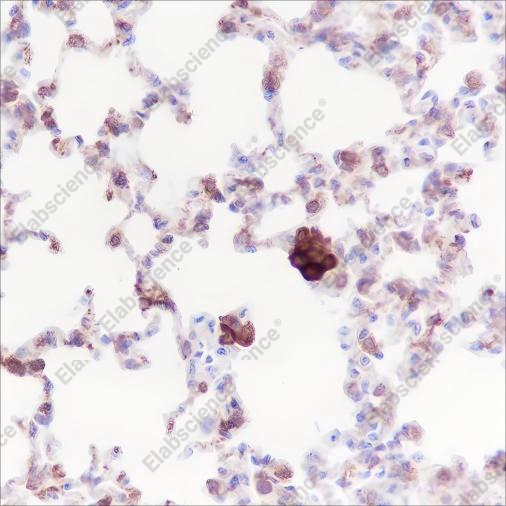 Recombinant iNOS Monoclonal Antibody - 2