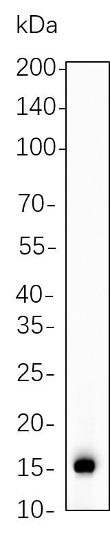 Recombinant Cleaved Caspase-7 (Asp198) Monoclonal Antibody-searchlist-1