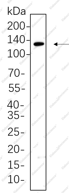 Recombinant JAK1 Monoclonal Antibody - 1