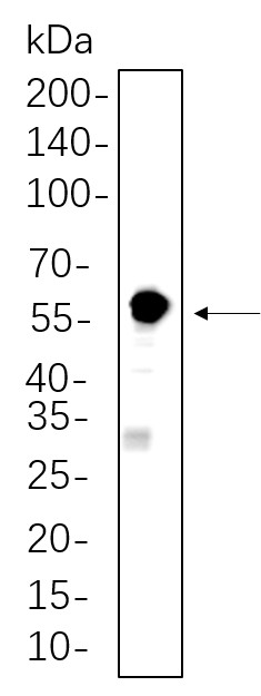 Recombinant SESN2 Monoclonal Antibody-searchlist-1