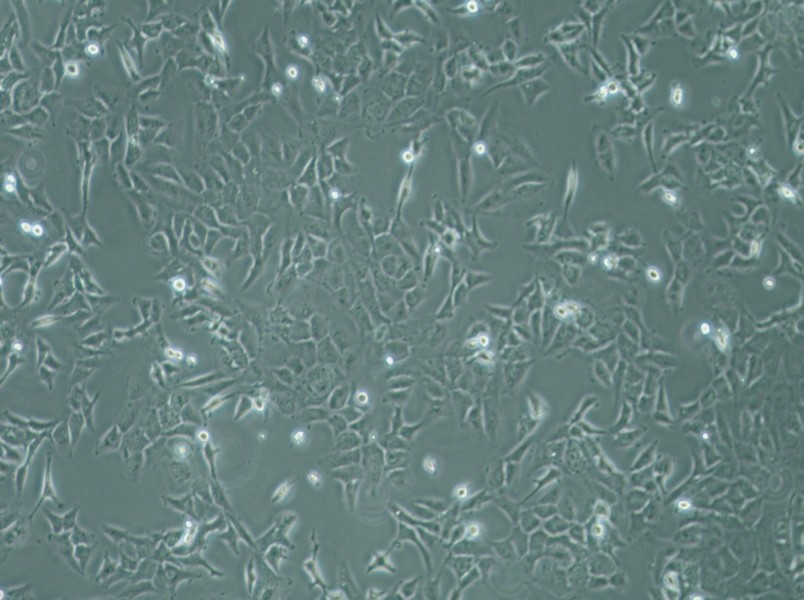 SK-OV-3 Cell Complete Medium - 2