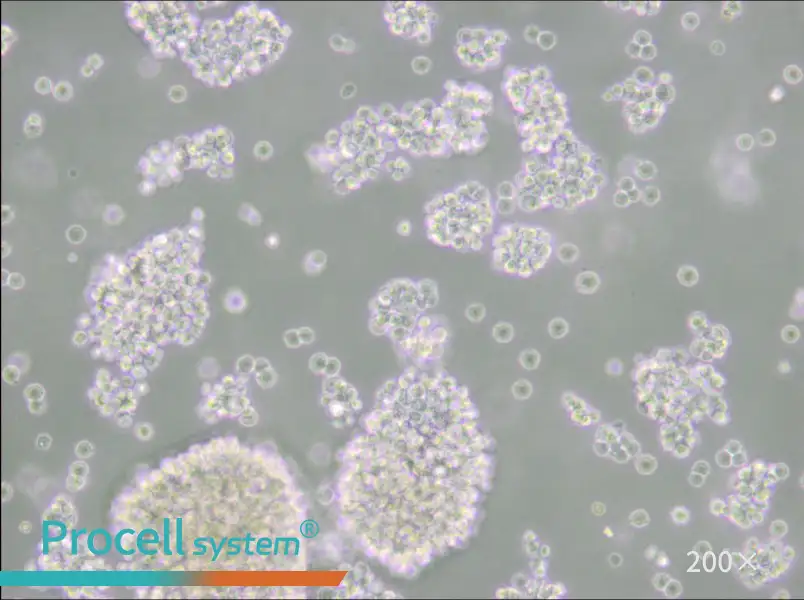 Farage Cell Complete Medium - small - 6