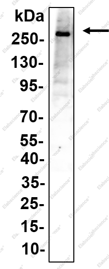 Recombinant PIEZO1 Monoclonal Antibody - 1