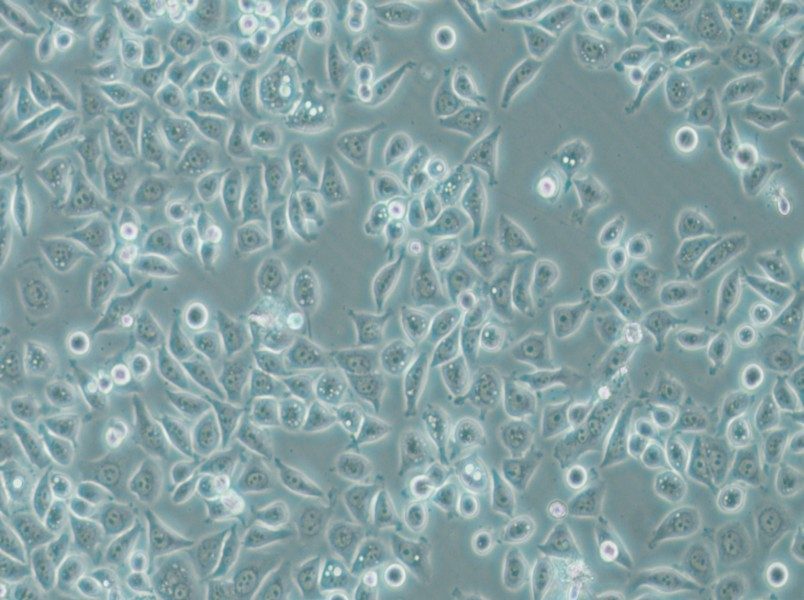 PC-9 Cell Complete Medium - 4