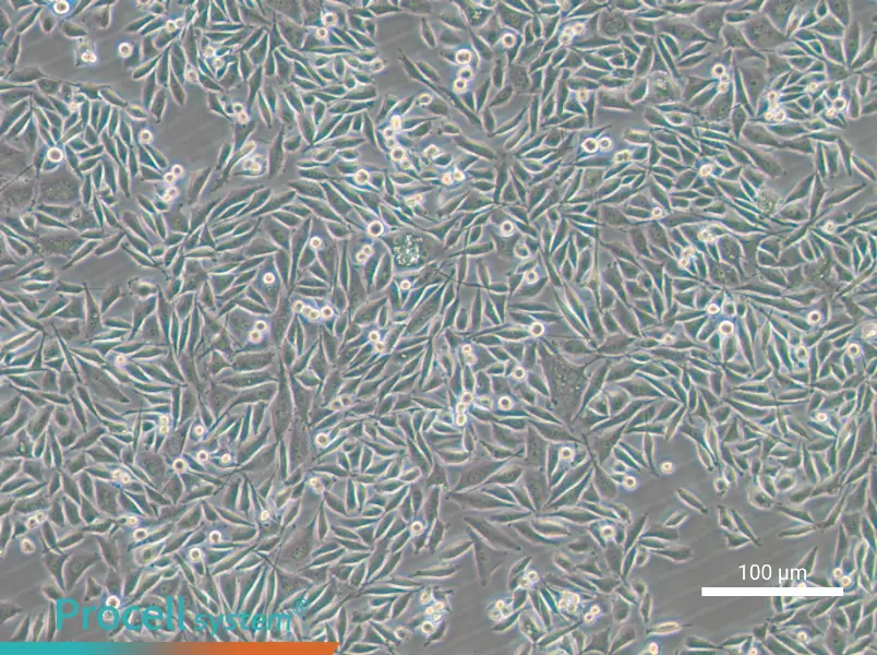 PC-3-GFP - 4
