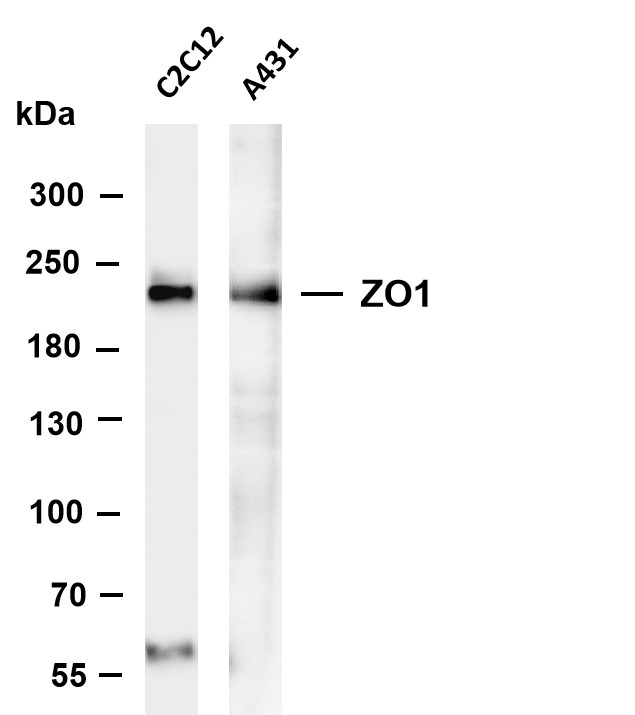 Recombinant ZO1 Monoclonal Antibody - 2