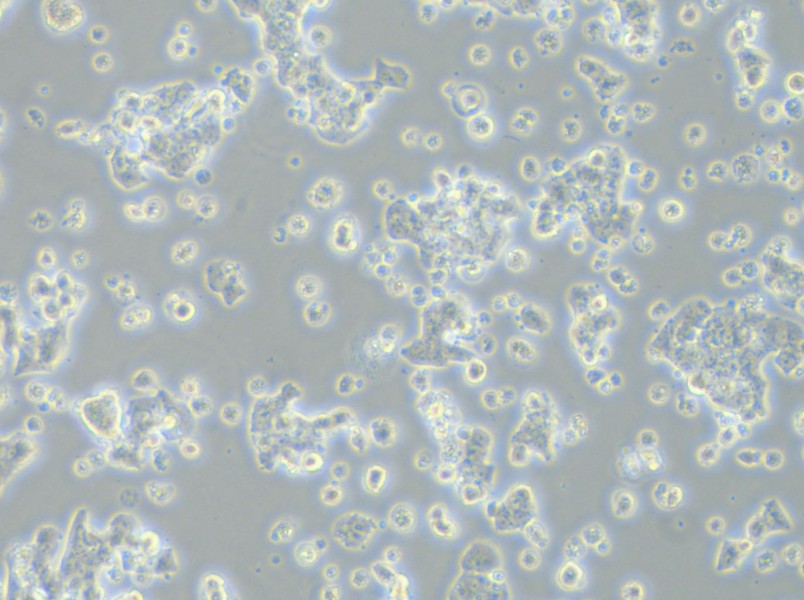ECC12 Cell Complete Medium - 12