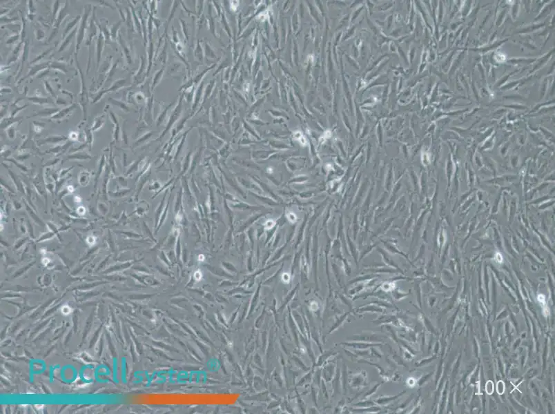 THLE-2 Cell Complete Medium - 2