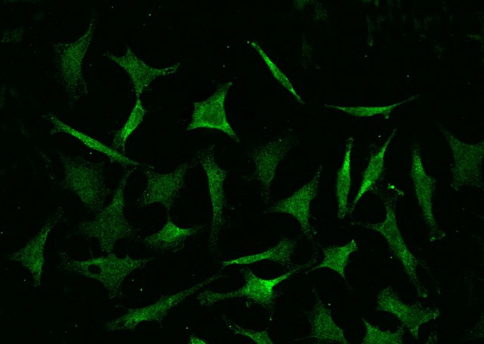 COMMD9 Monoclonal Antibody-searchlist-1