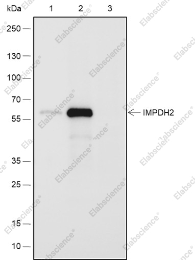 Recombinant IMPDH2 Monoclonal Antibody - 3