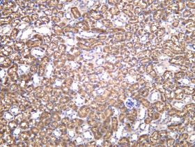 Recombinant SFRP3 Monoclonal Antibody - 2