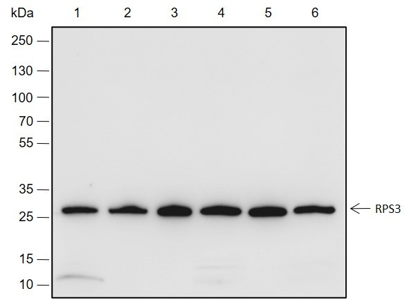 Recombinant RPS3 Monoclonal Antibody-searchlist-1