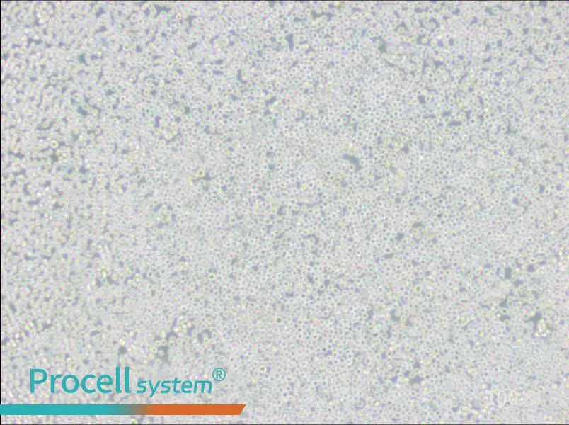 MEL Cell Complete Medium - 3