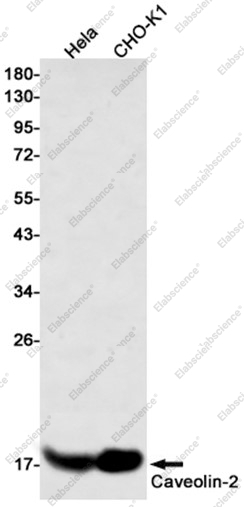 Recombinant Caveolin 2 Monoclonal Antibody - 1