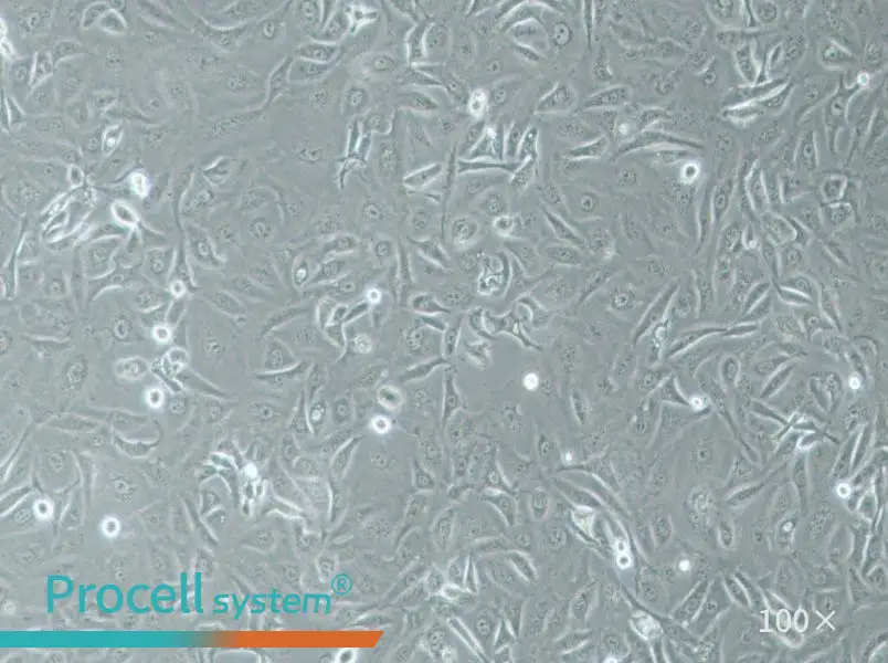 A875 [A-875] Cell Complete Medium - 2