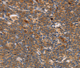 STK4 Polyclonal Antibody - 2