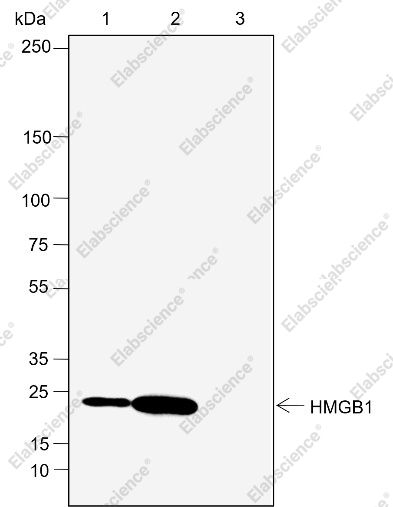 Recombinant HMGB1 Monoclonal Antibody - 6