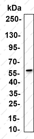 Recombinant ARC Monoclonal Antibody - 1