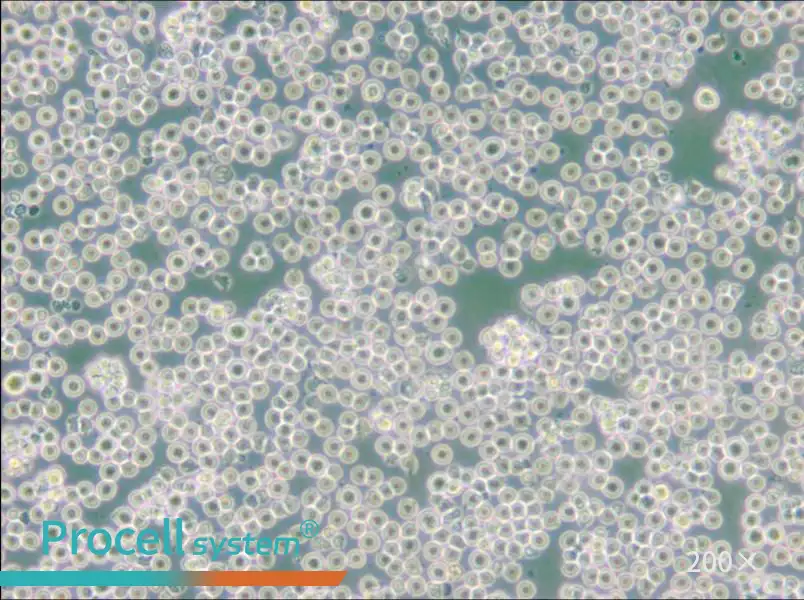 JM Cell Complete Medium - 6