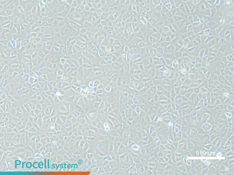 BRL 3A Cell Complete Medium - 1