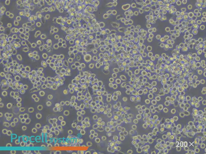 HEL Cell Complete Medium - small - 6