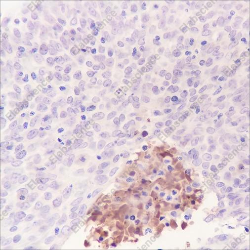 Recombinant Tenascin X Monoclonal Antibody - 1