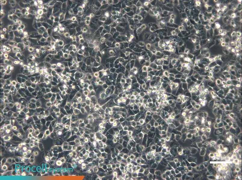 IHH-4 Cell Complete Medium - small - 5