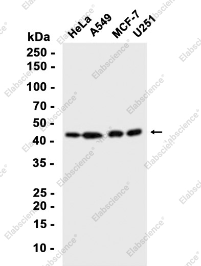 Recombinant Cyclin B2 Monoclonal Antibody - 2