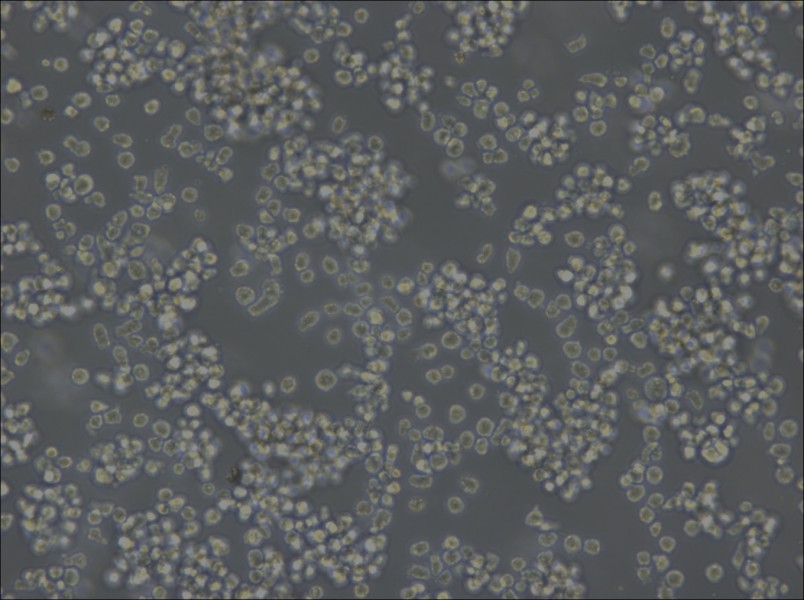 U-2932 Cell Complete Medium - 5