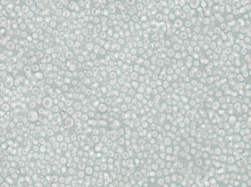 YT Cell Complete Medium - 6