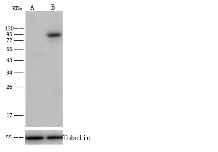 Recombinant Transferrin Receptor/TFRC/CD71 Monoclonal Antibody - small - 3