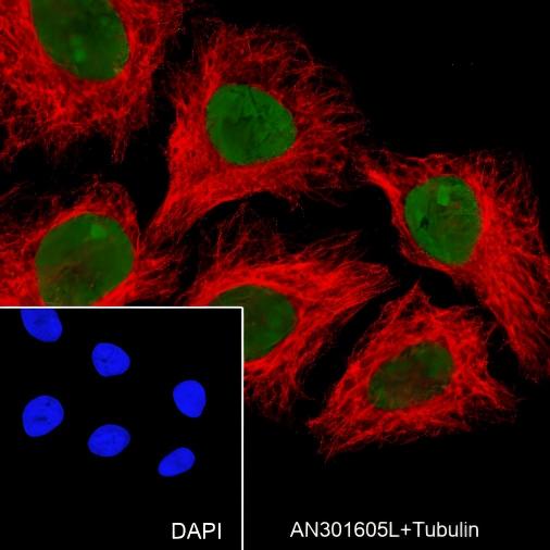 Recombinant MSH6 Monoclonal Antibody - small - 6