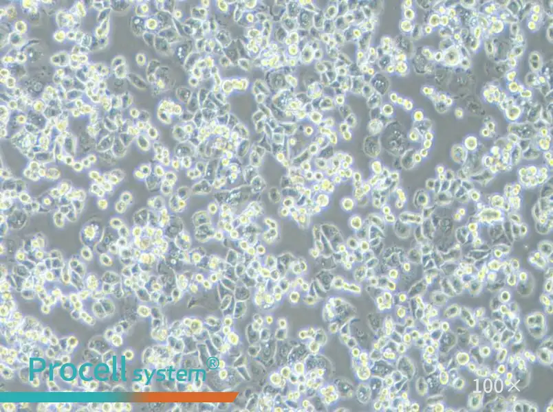 GCIY Cell Complete Medium - 2