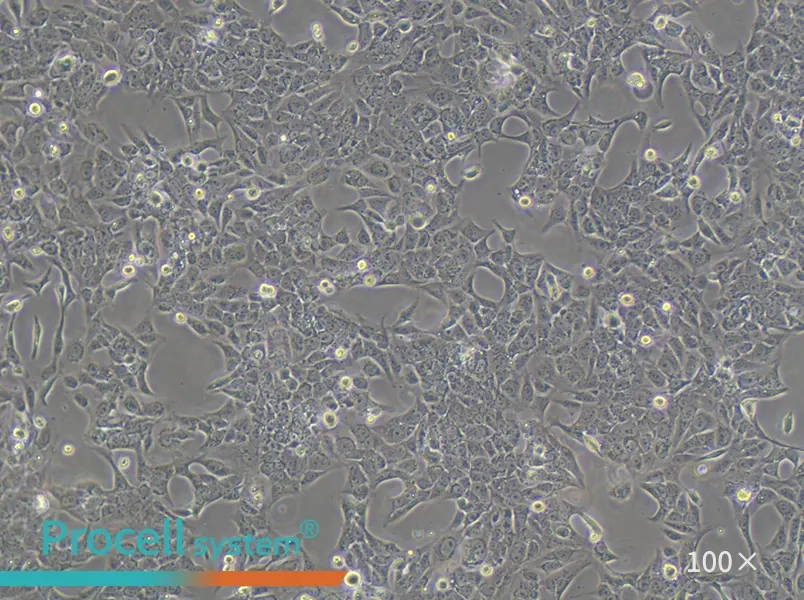 SV-HUC-1 Cell Complete Medium - 2