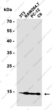 Recombinant RPS20 Monoclonal Antibody - 2