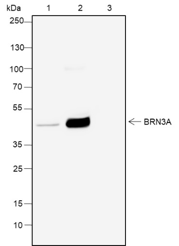 Recombinant BRN3A Monoclonal Antibody - small - 4