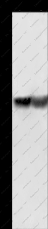 CALB1 Polyclonal Antibody - 1
