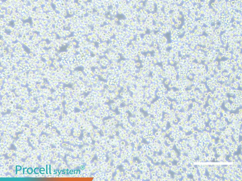 H22 Cell Complete Medium - 2
