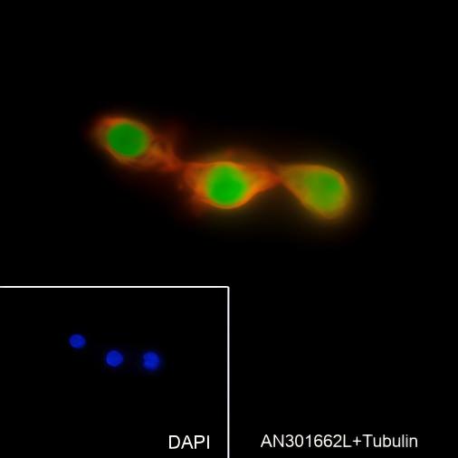 Recombinant SOX2 Monoclonal Antibody - small - 6