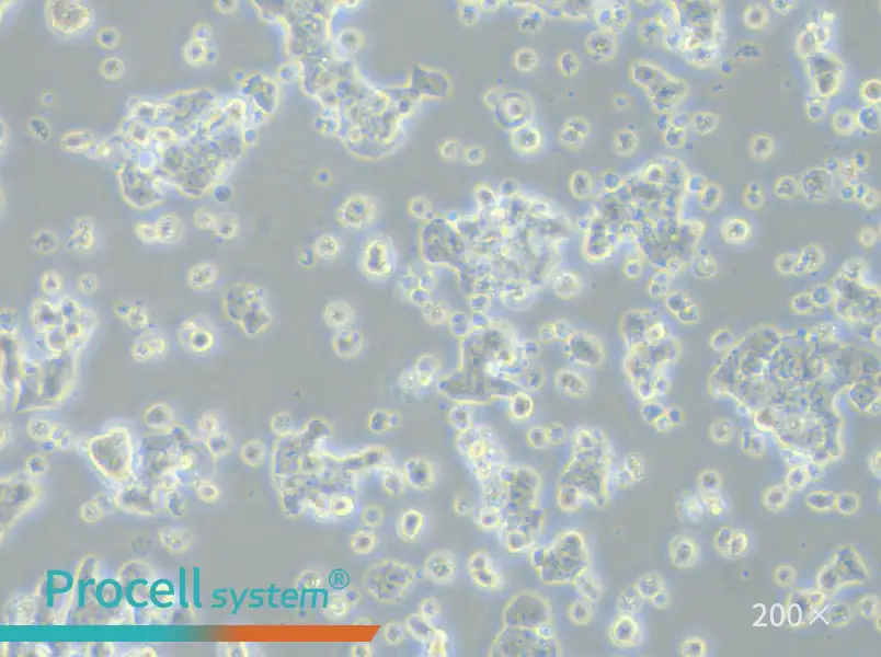 ECC12 Cell Complete Medium - 6