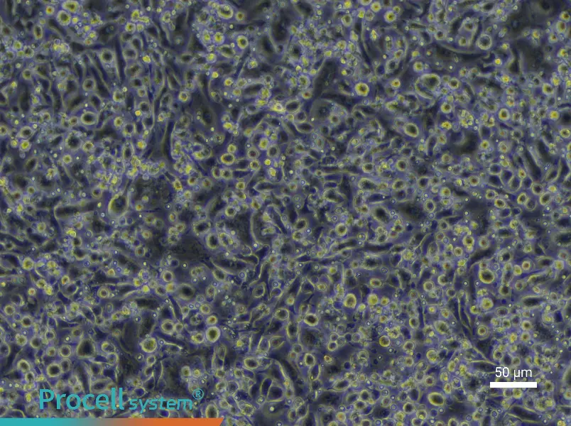 Mouse Mature Bone Marrow-Derived Dendritic Cell Complete Medium - 6
