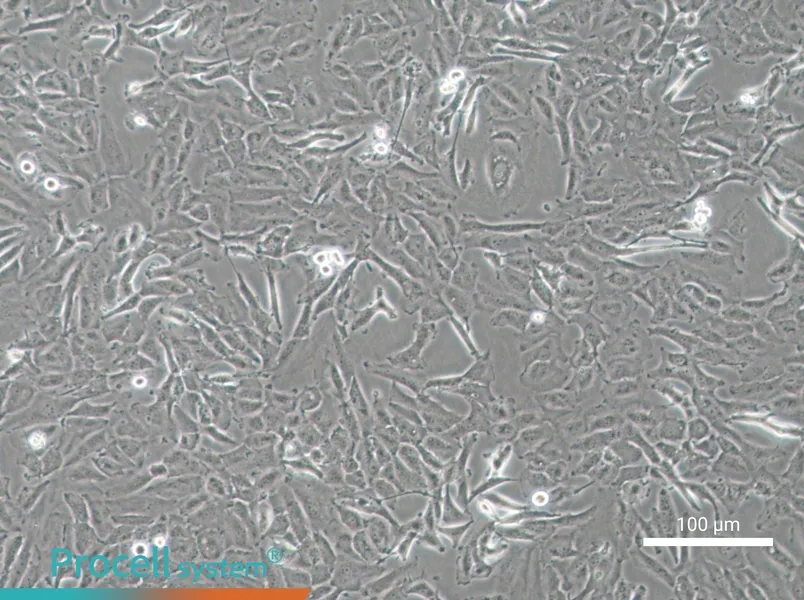 OCUT-2C Cell Complete Medium - 3